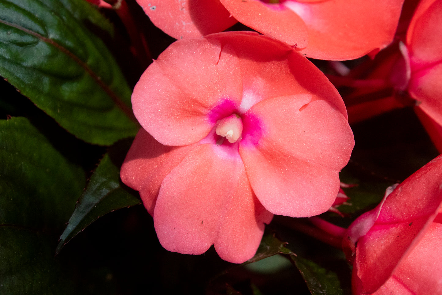 New Guinea Impatiens