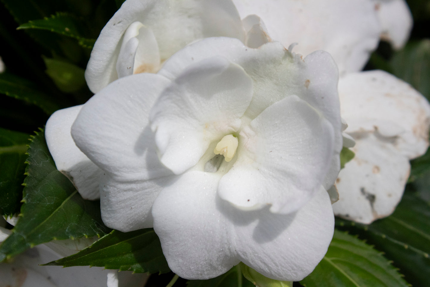 New Guinea Impatiens