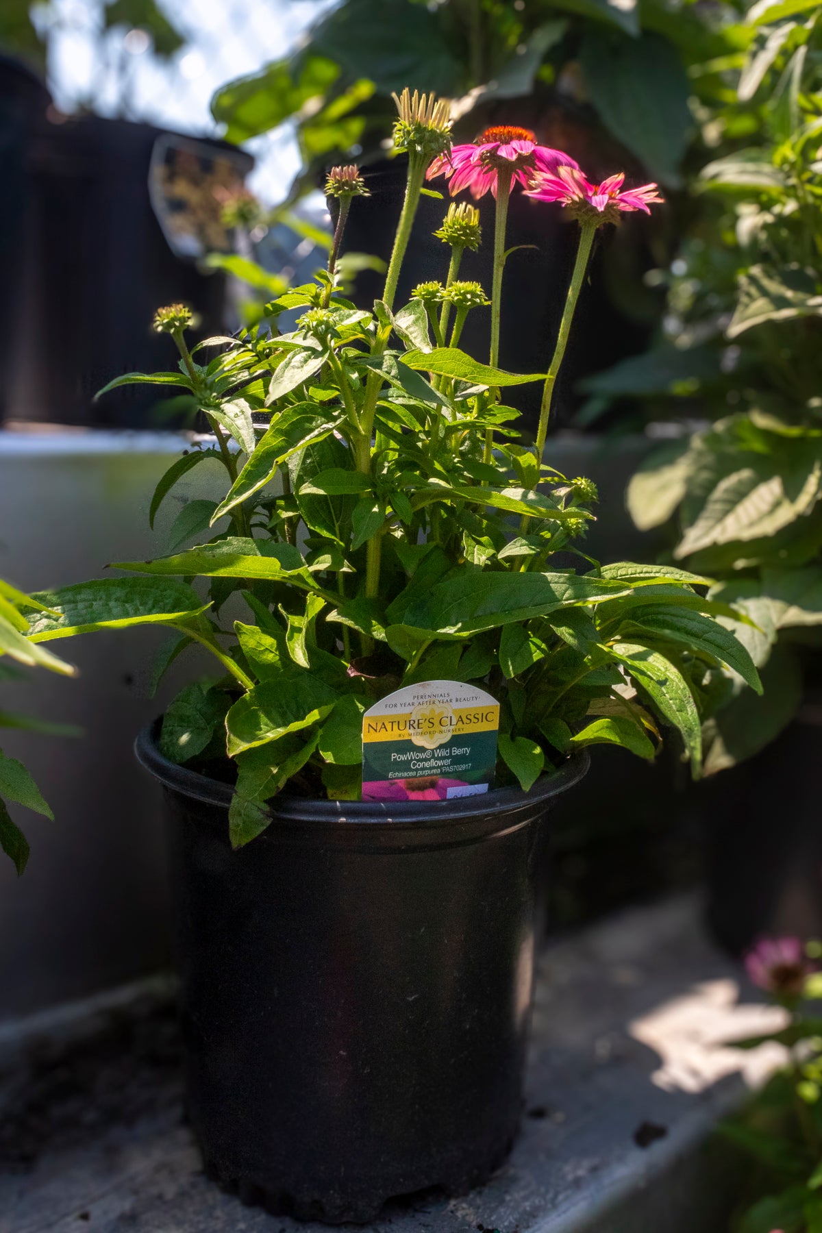 Echinacea