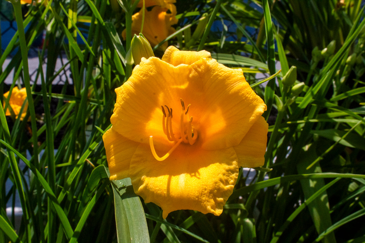 Daylily