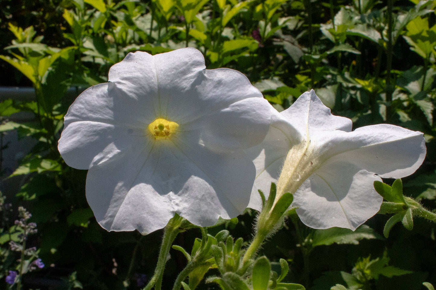 Petunia