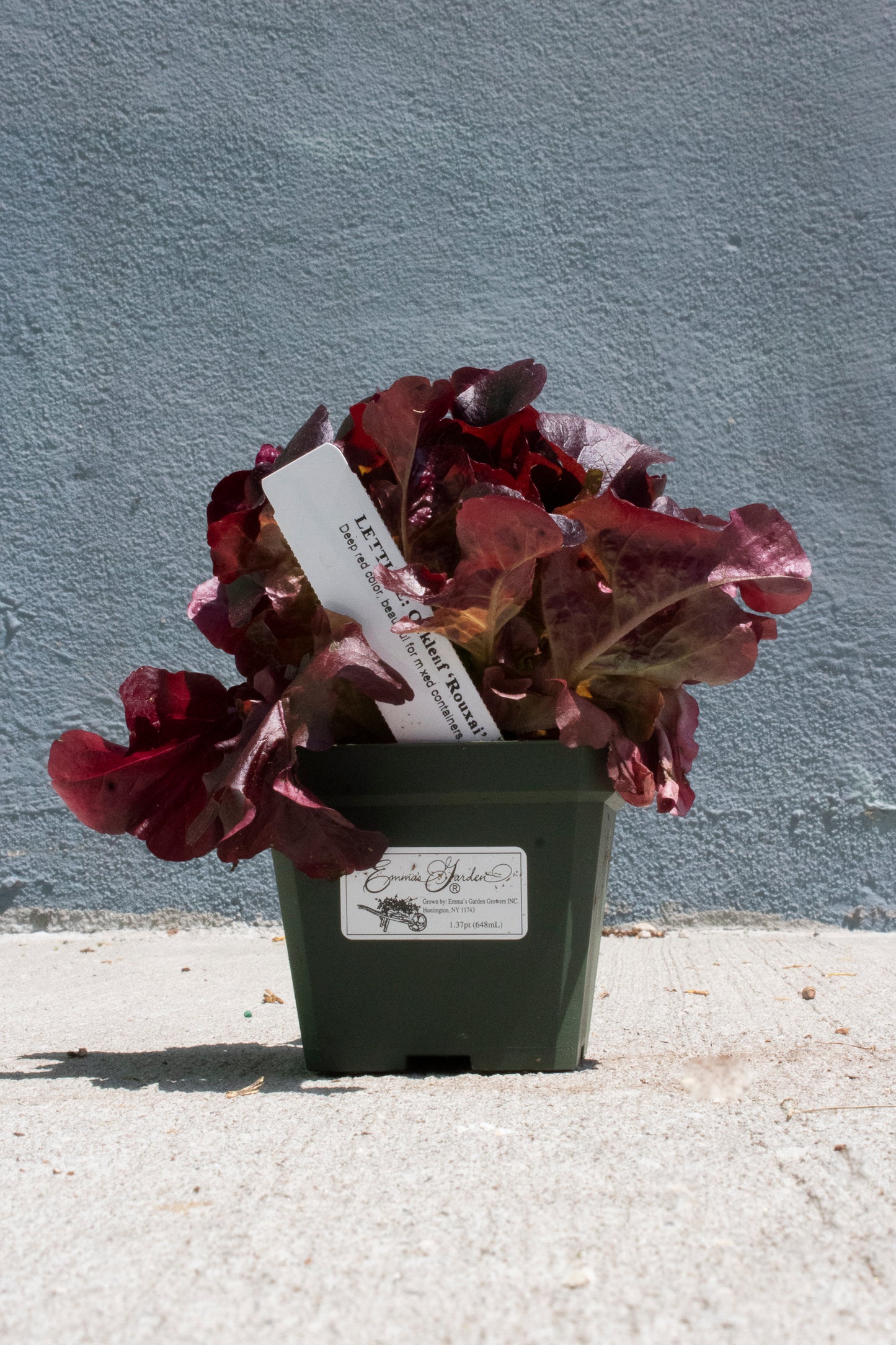 Lettuce