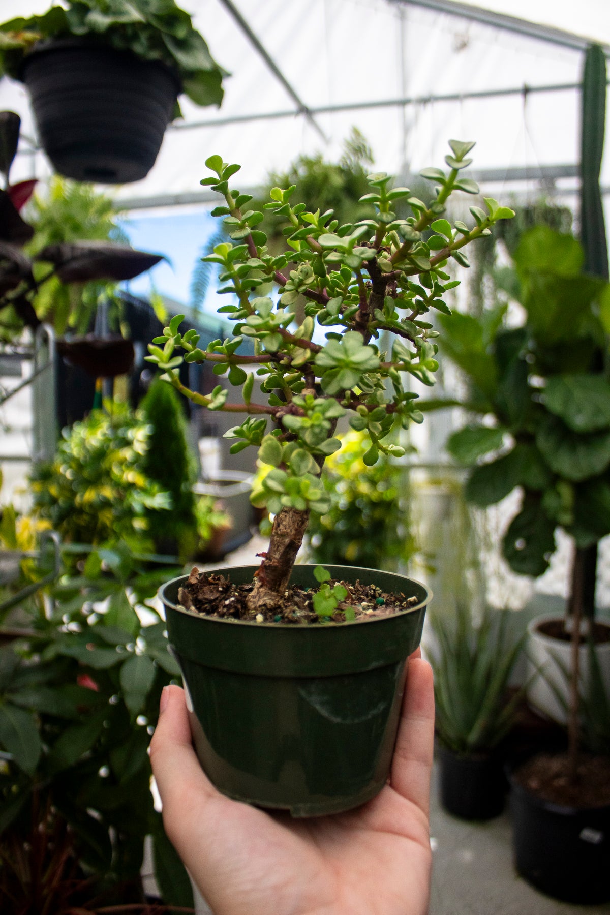 Jade Plant