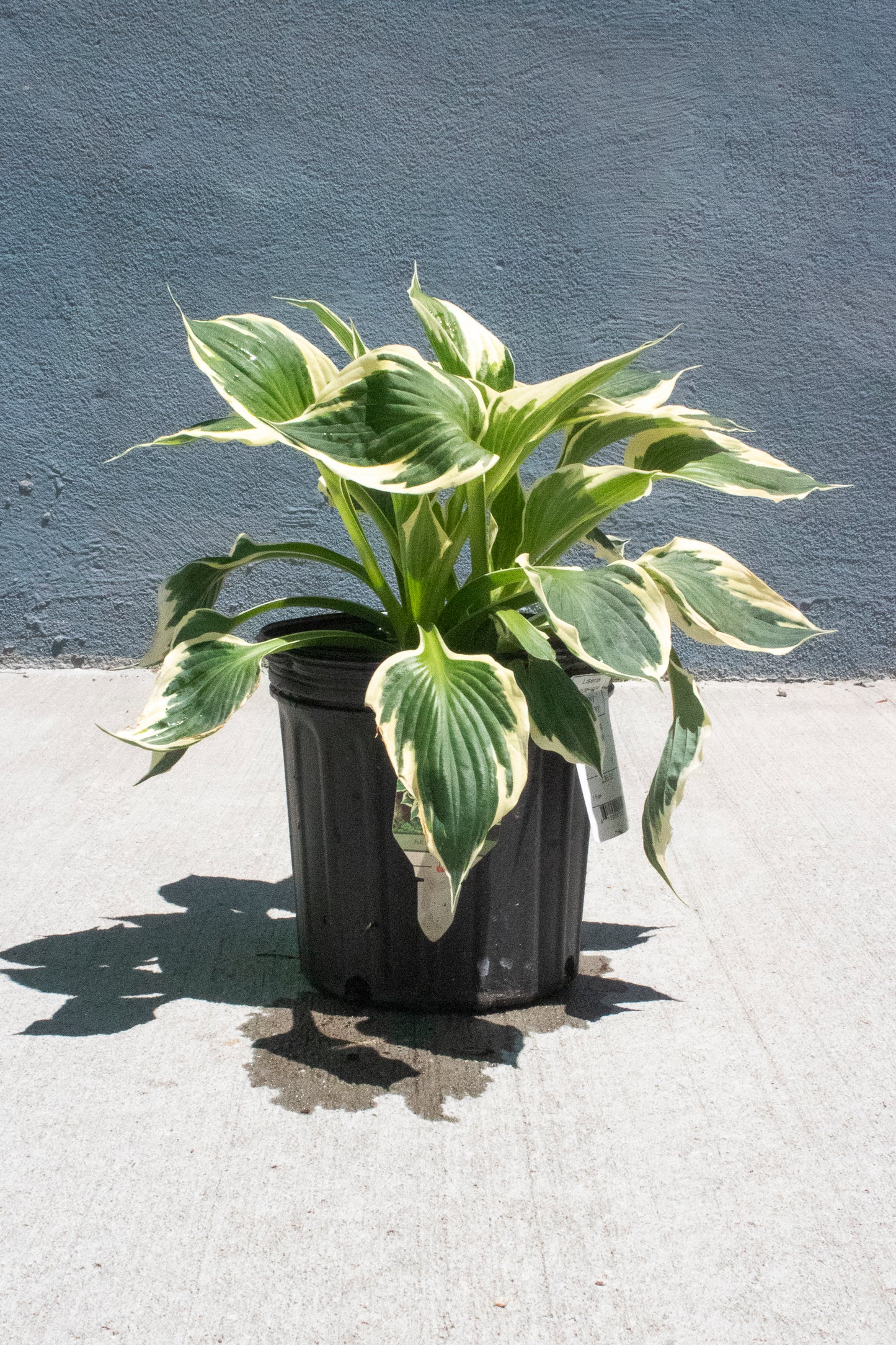Hosta Undulata
