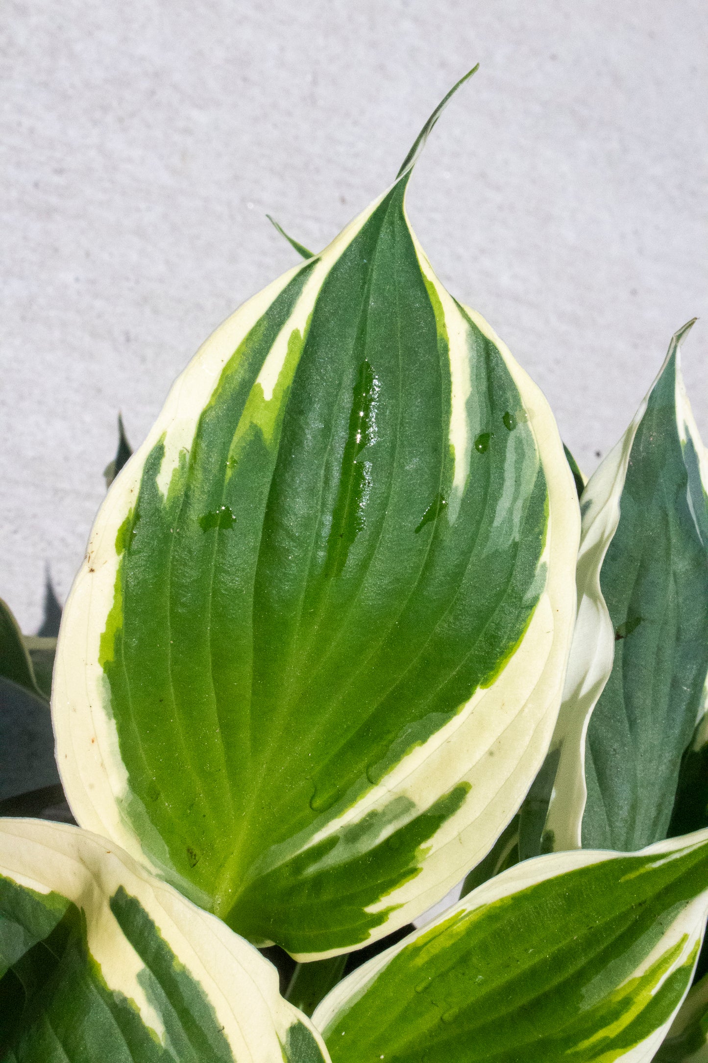 Hosta Undulata