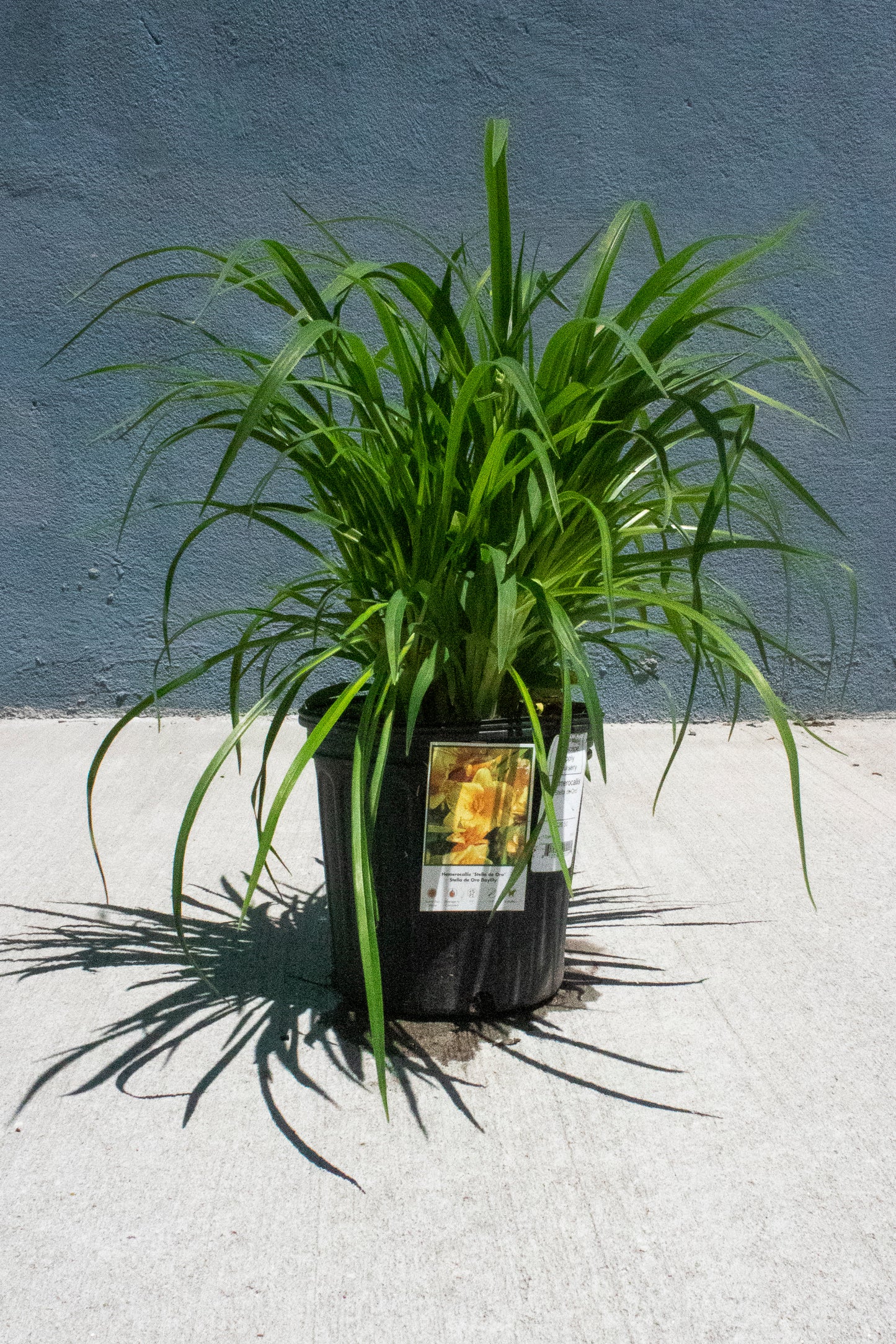 Daylily
