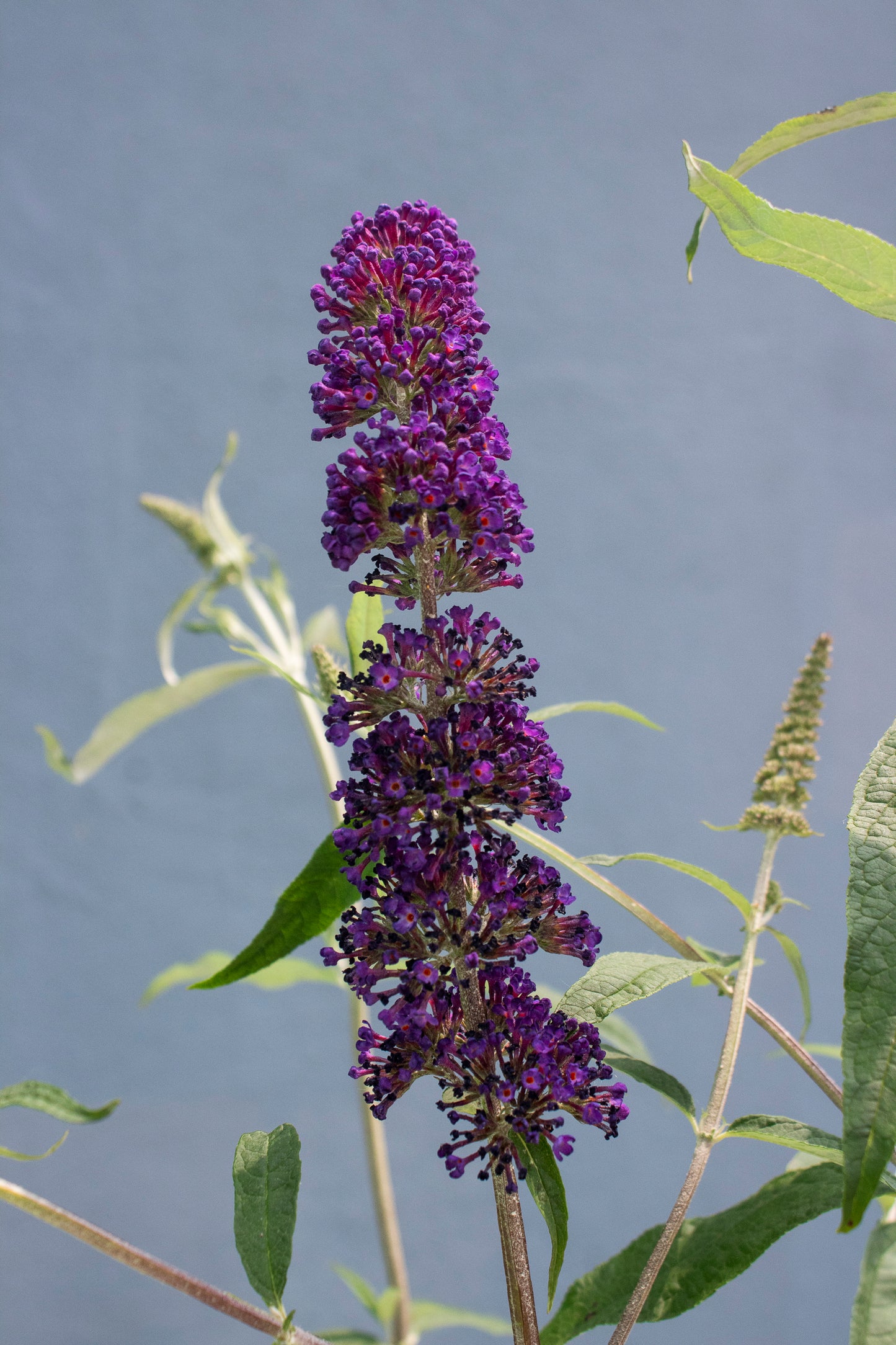 Butterfly Bush