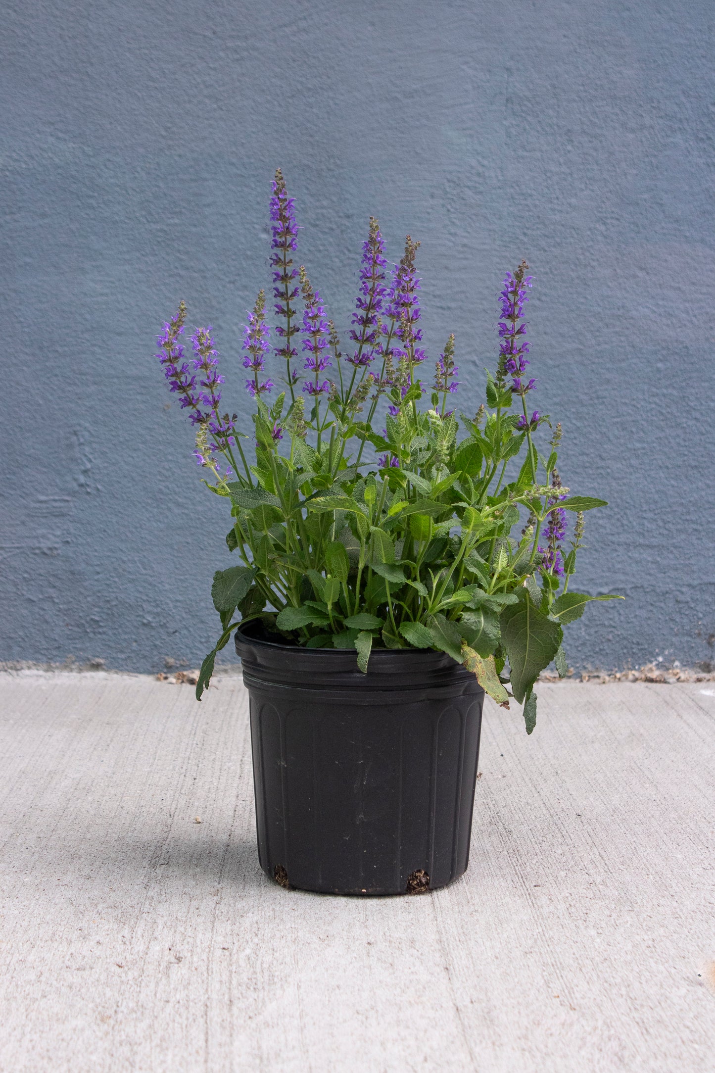 Sage