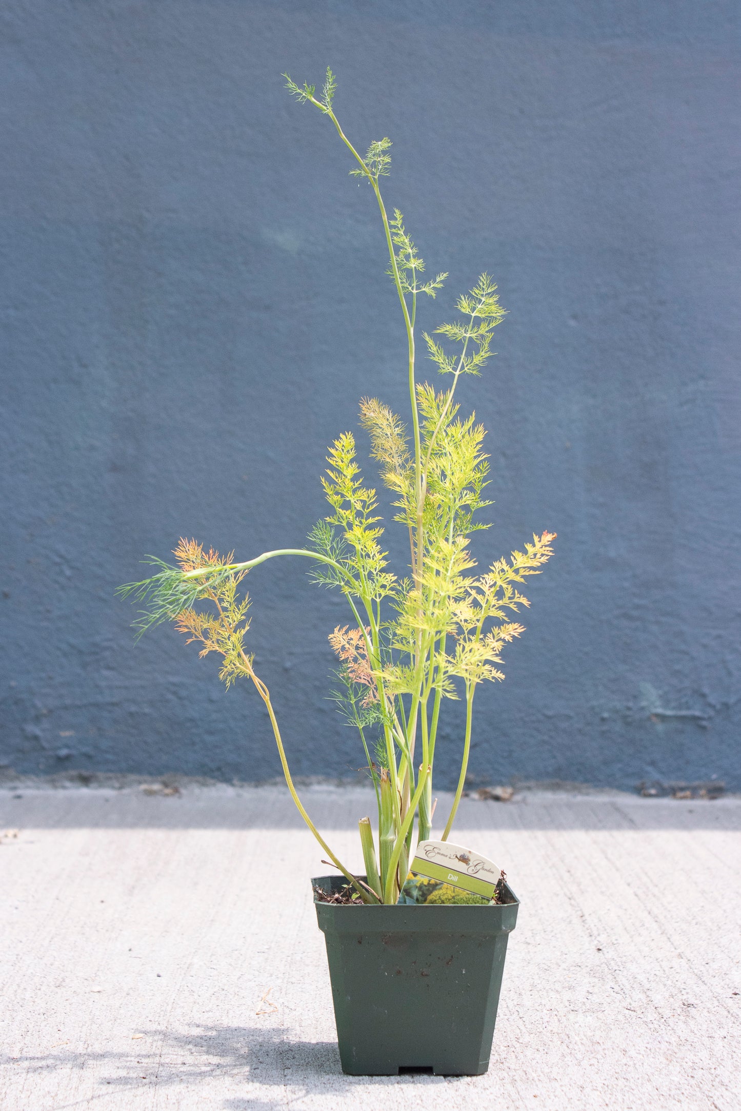 Dill