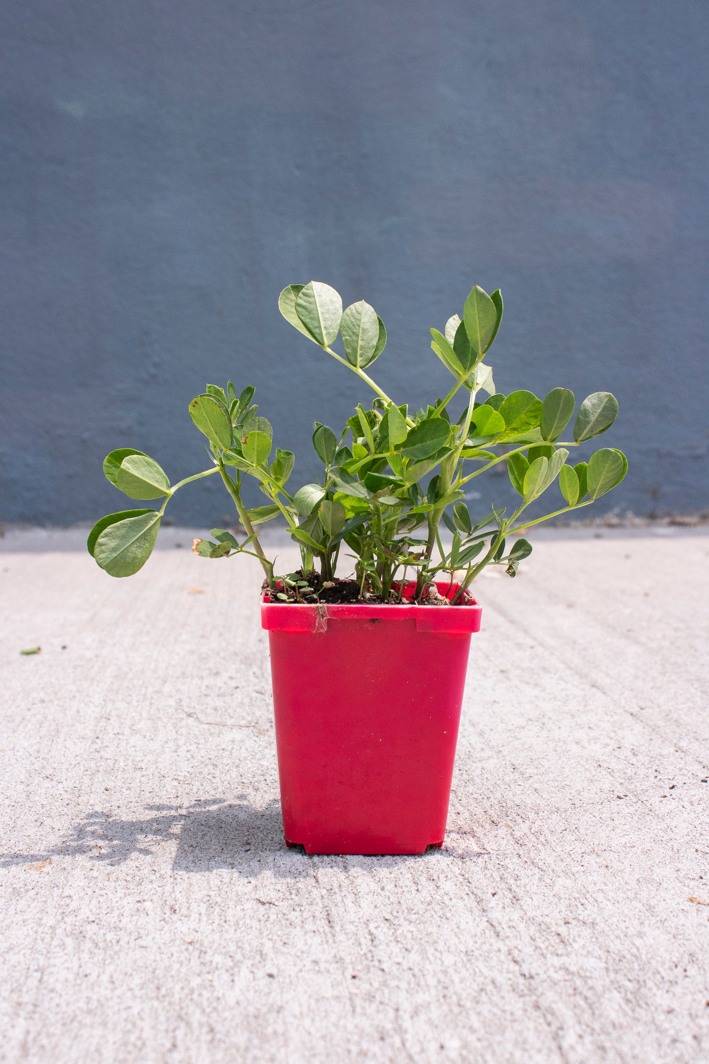 Peanut Plant