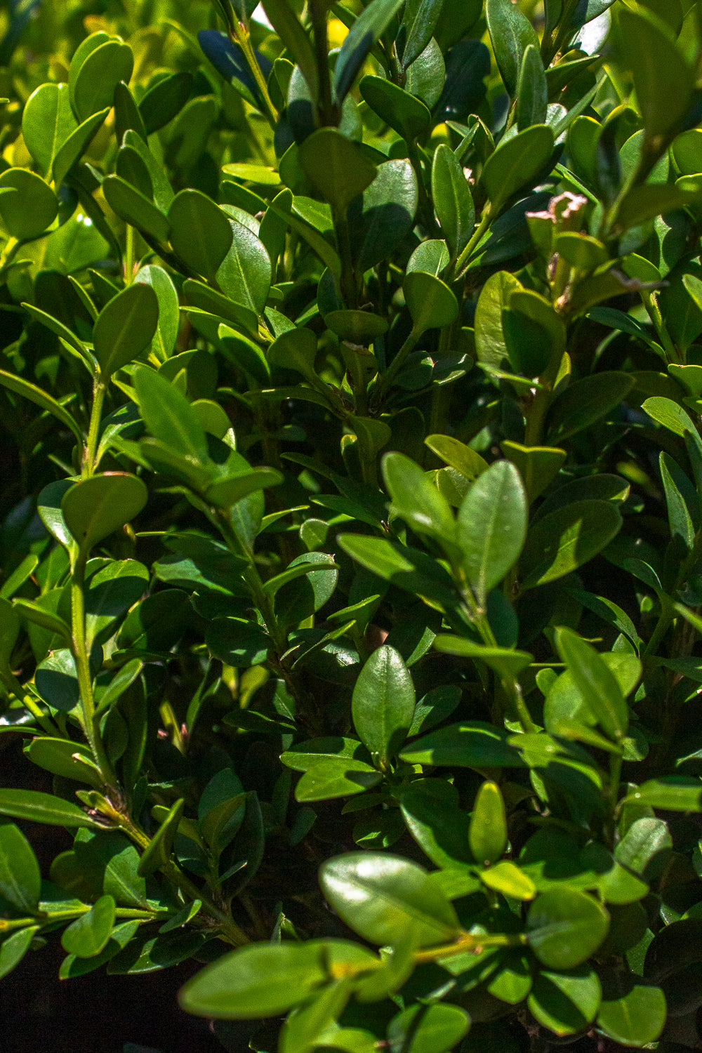 Boxwood - Green Mountain