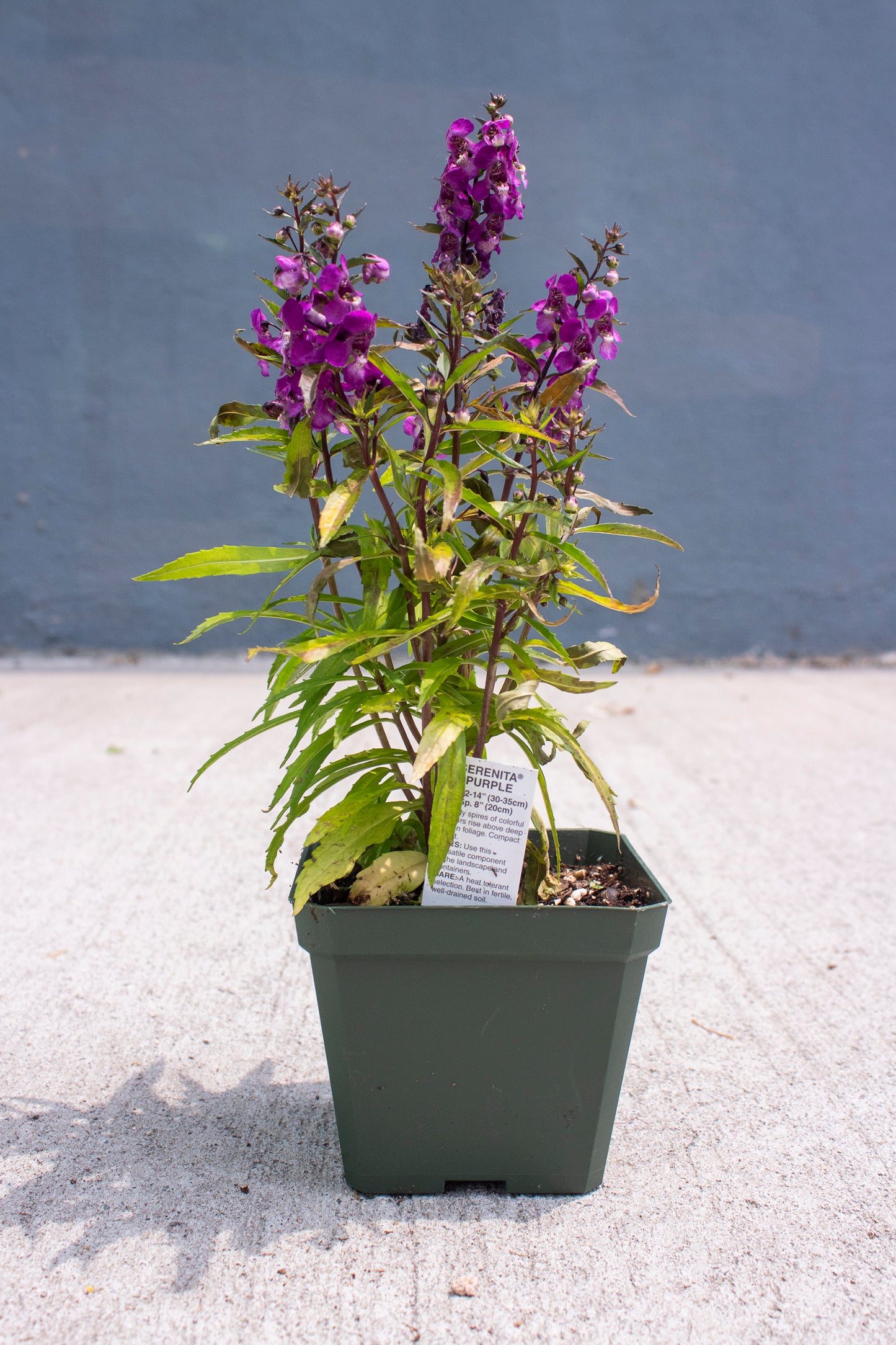 Angelonia