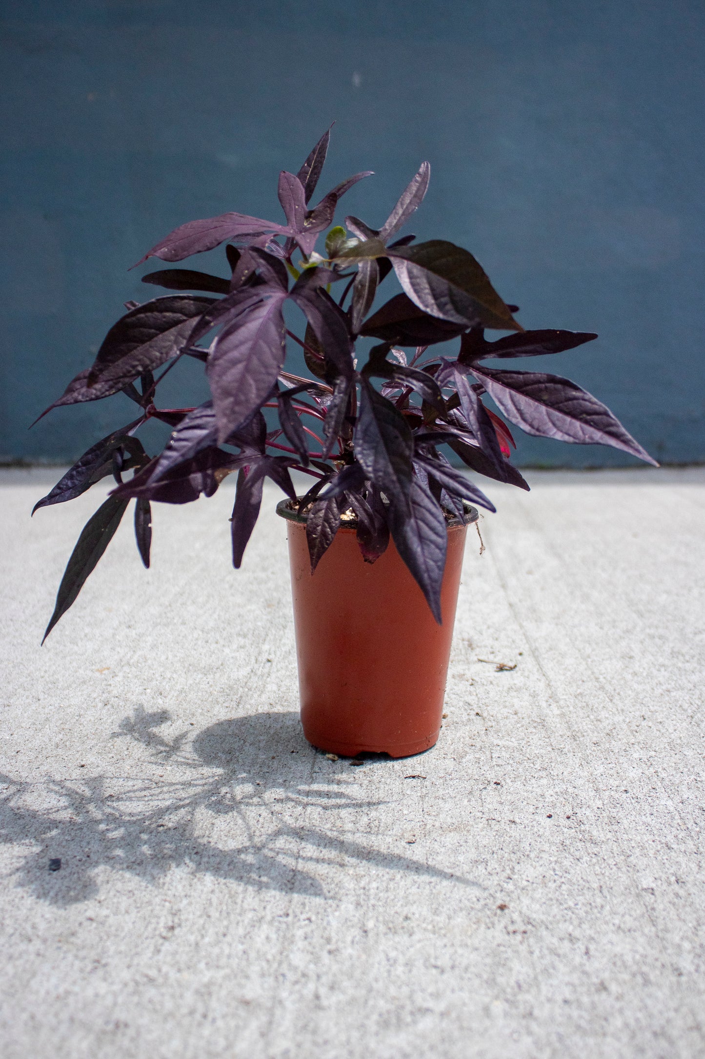Sweet Potato Vine