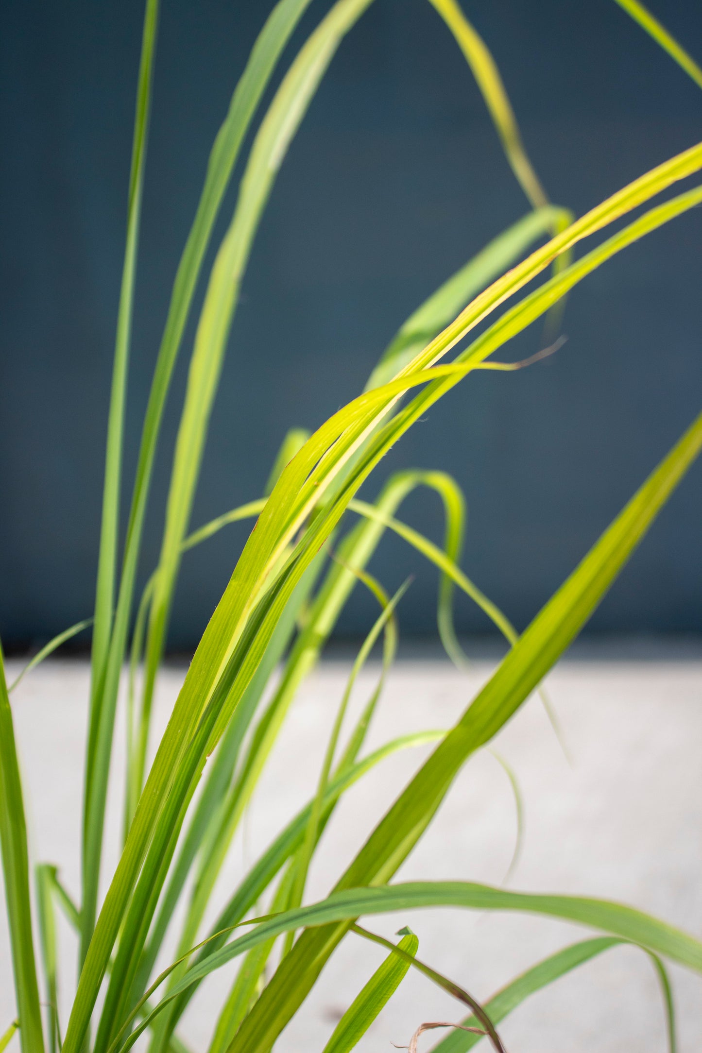 Lemongrass