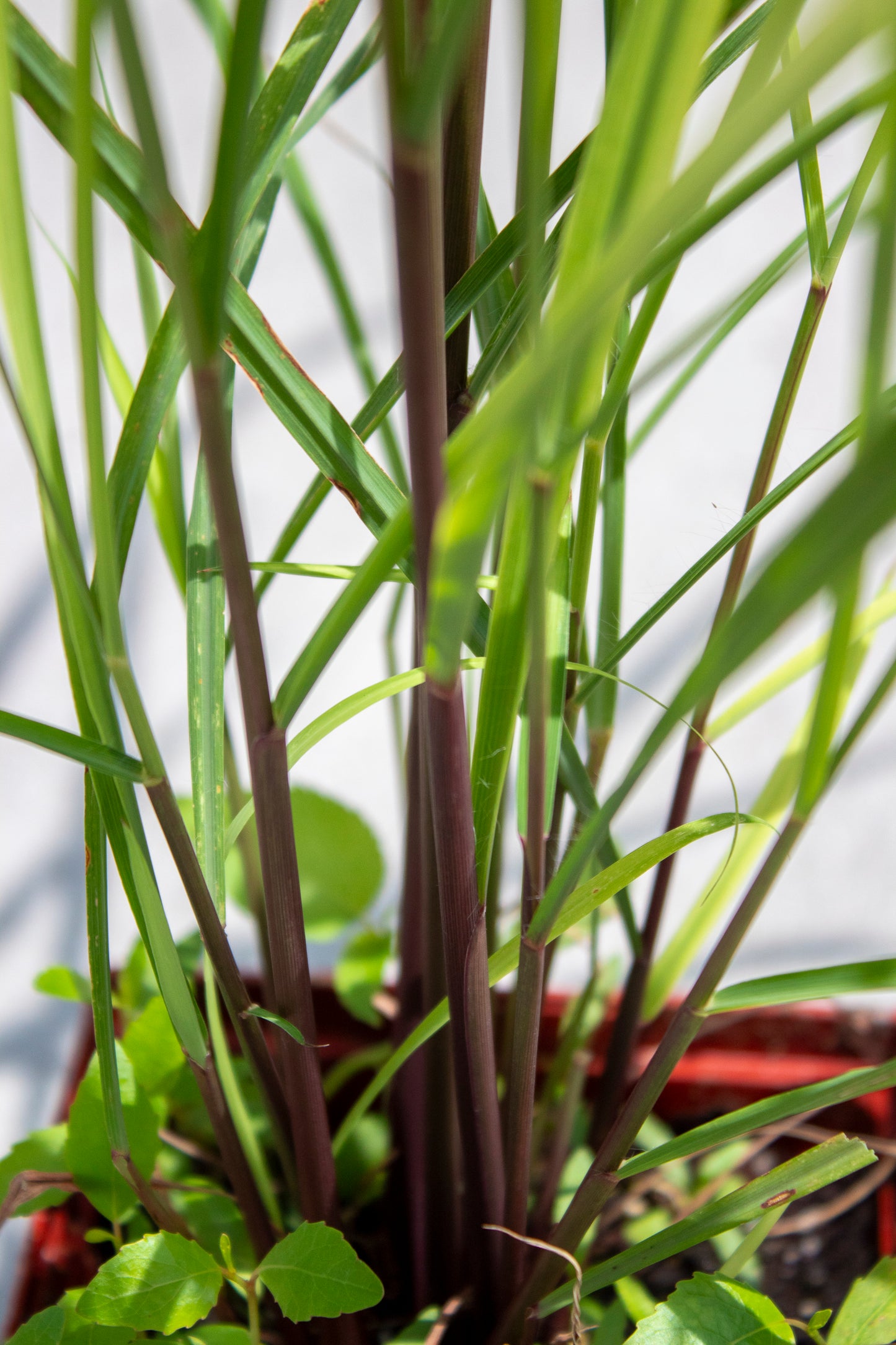 Lemongrass