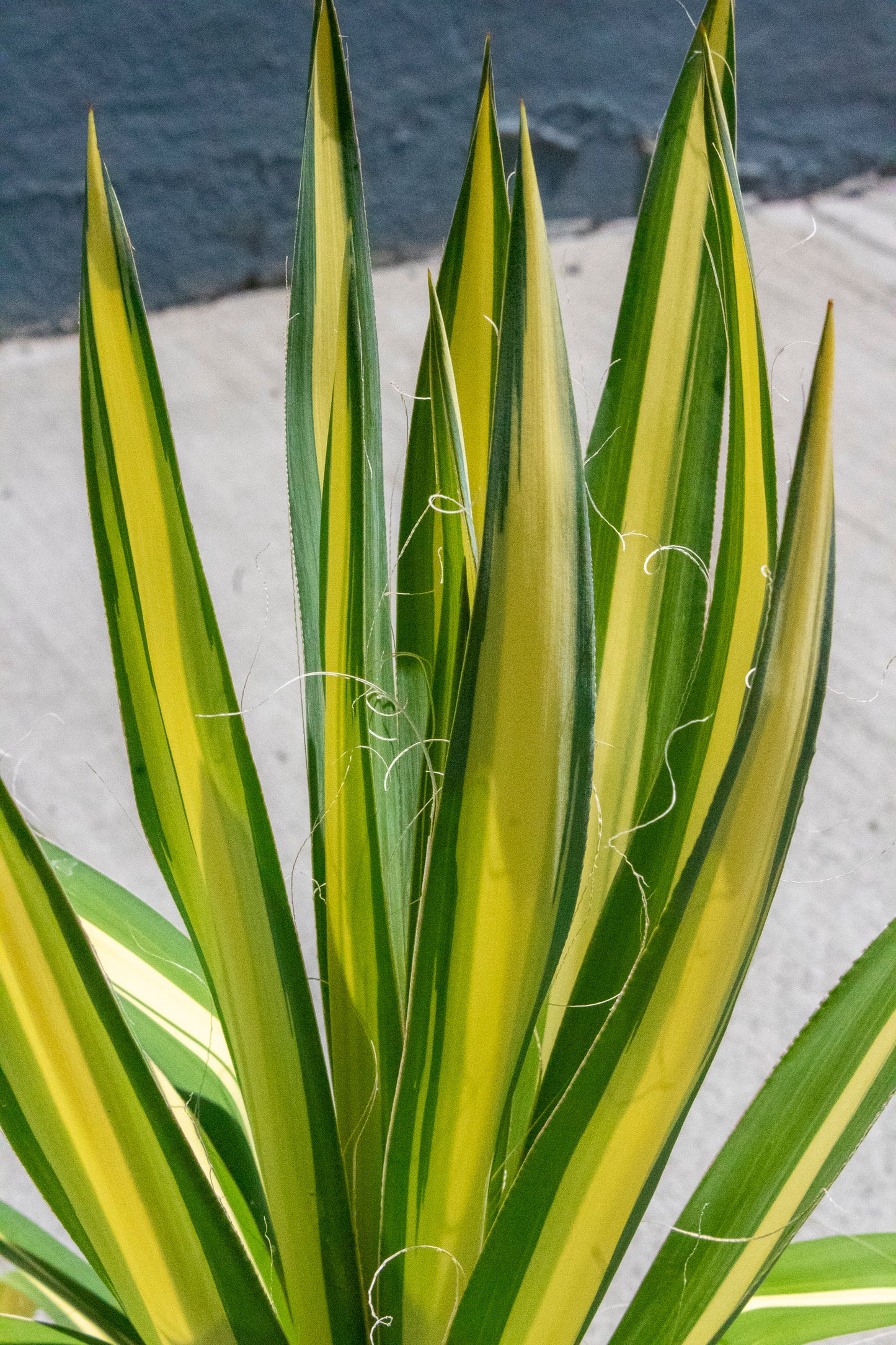 Color Guard Yucca