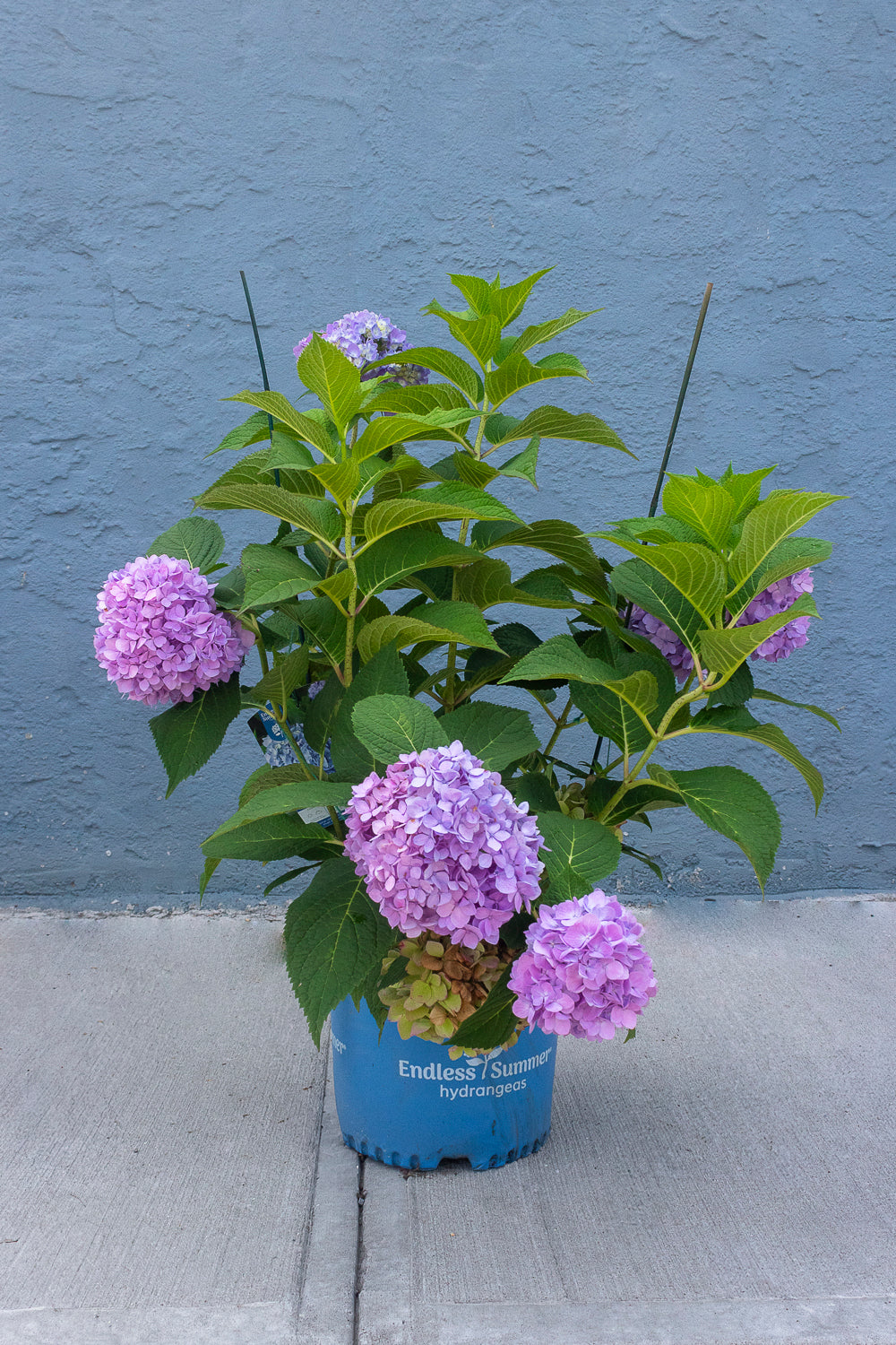 Hydrangea - Endless Summer