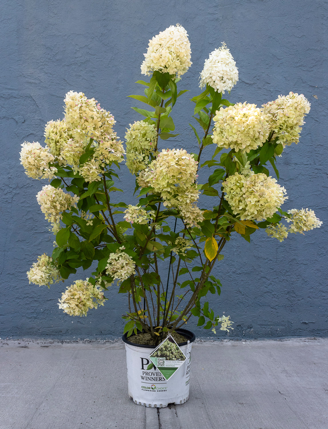 Hydrangea - Limelight