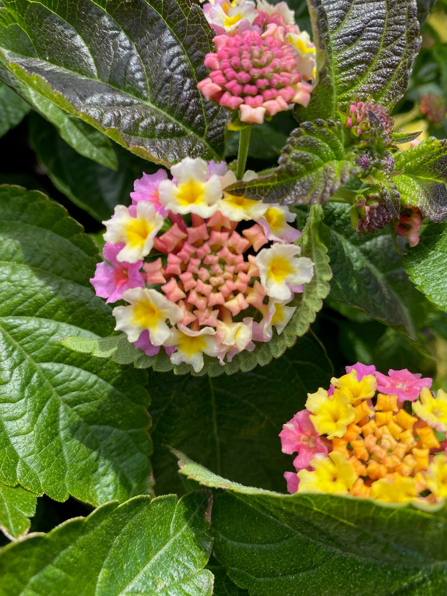 Lantana