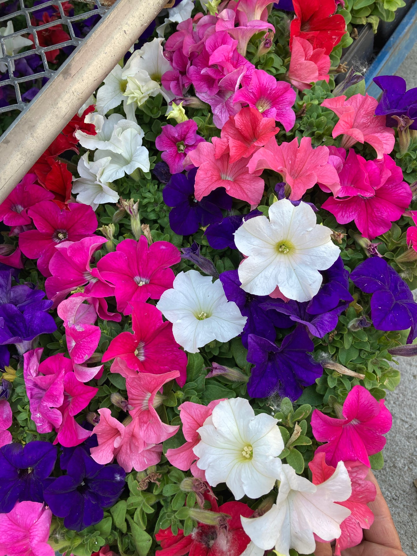Petunia