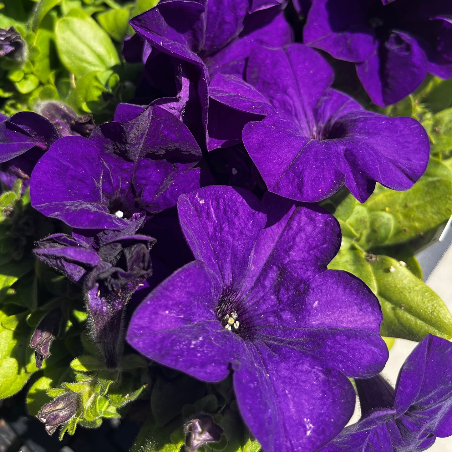 Petunia