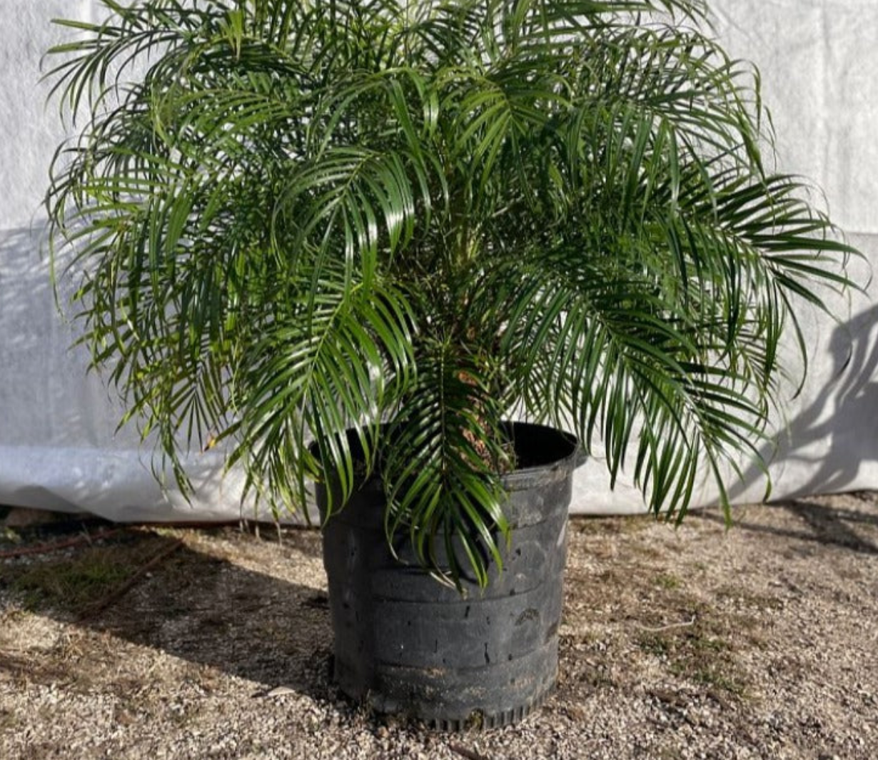 Robellini Palm (Pygmy Date Palm)