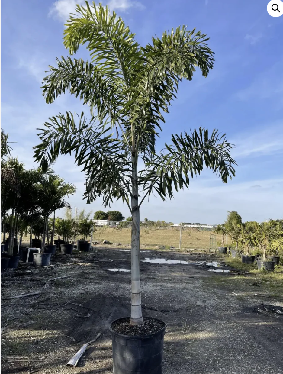 Foxtail Palm - 11 to 14 Feet of Pure Tropical Drama