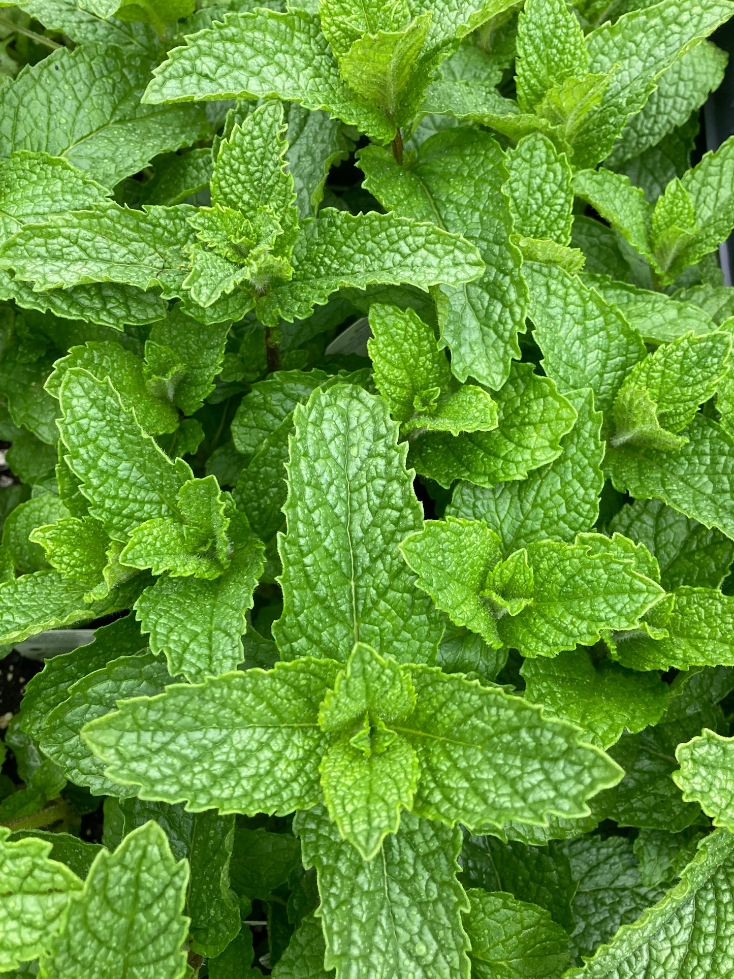 Spearmint