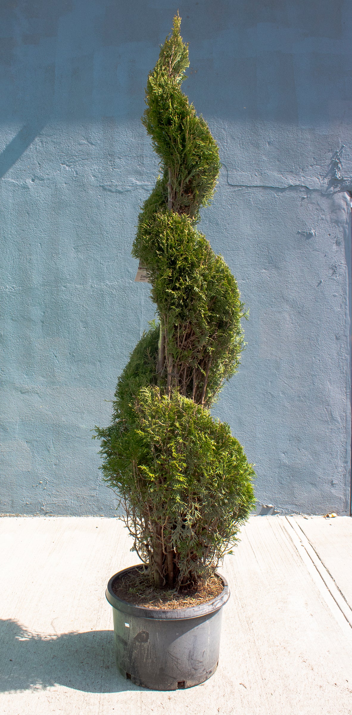 Emerald Green Spiral