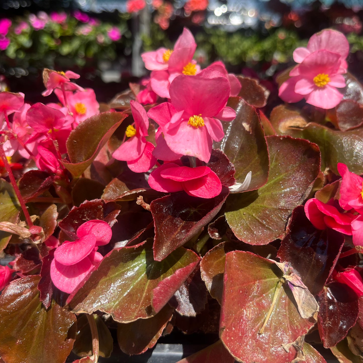 Wax Begonais
