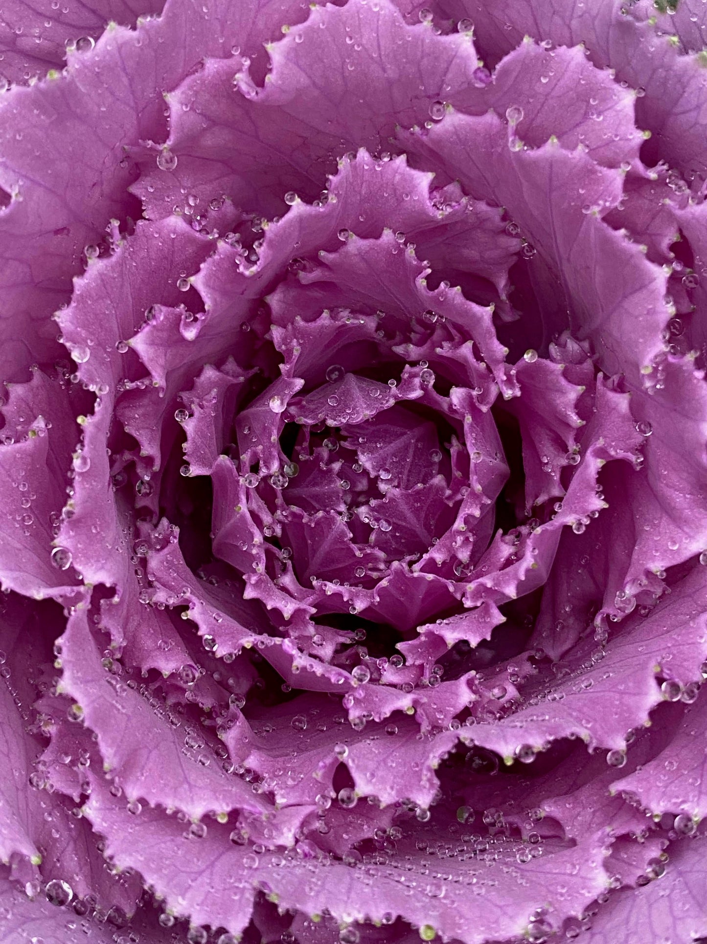 Ornamental Cabbage and Kale