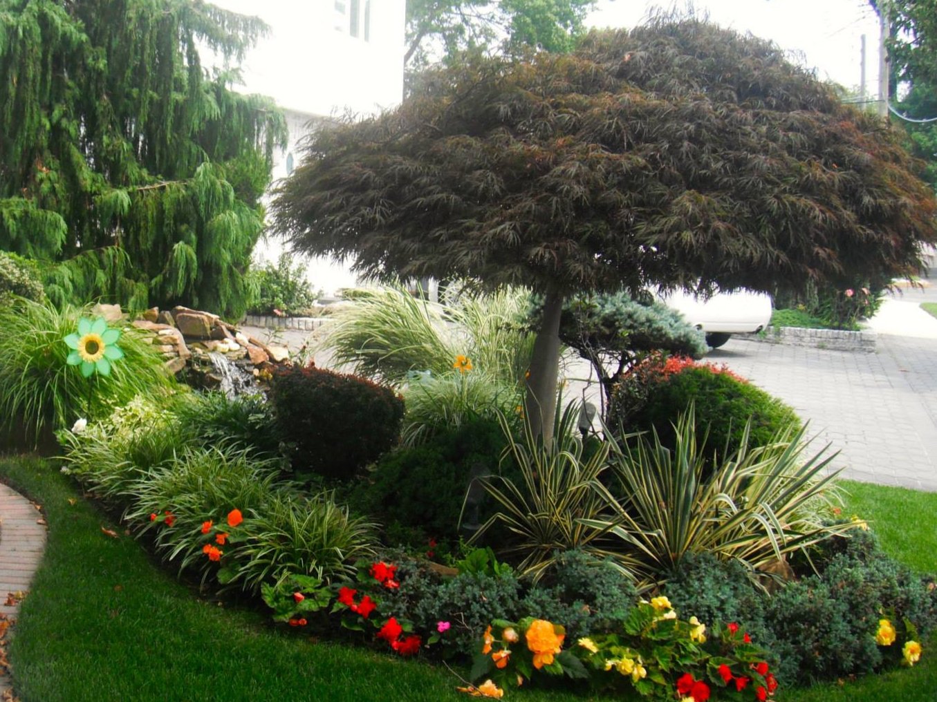 Japanese Maple - Crimson Queen