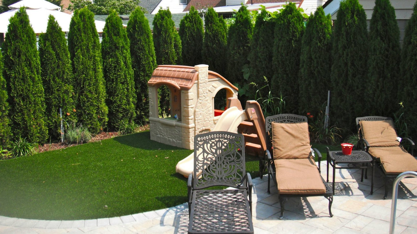 Arborvitae - Emerald Green