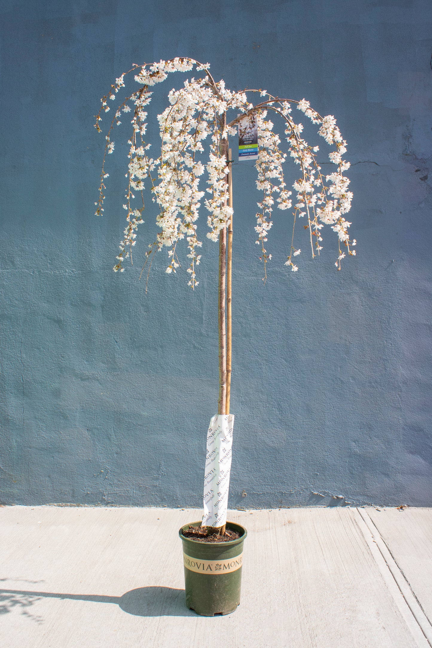 Weeping Cherry - Snow Fountains