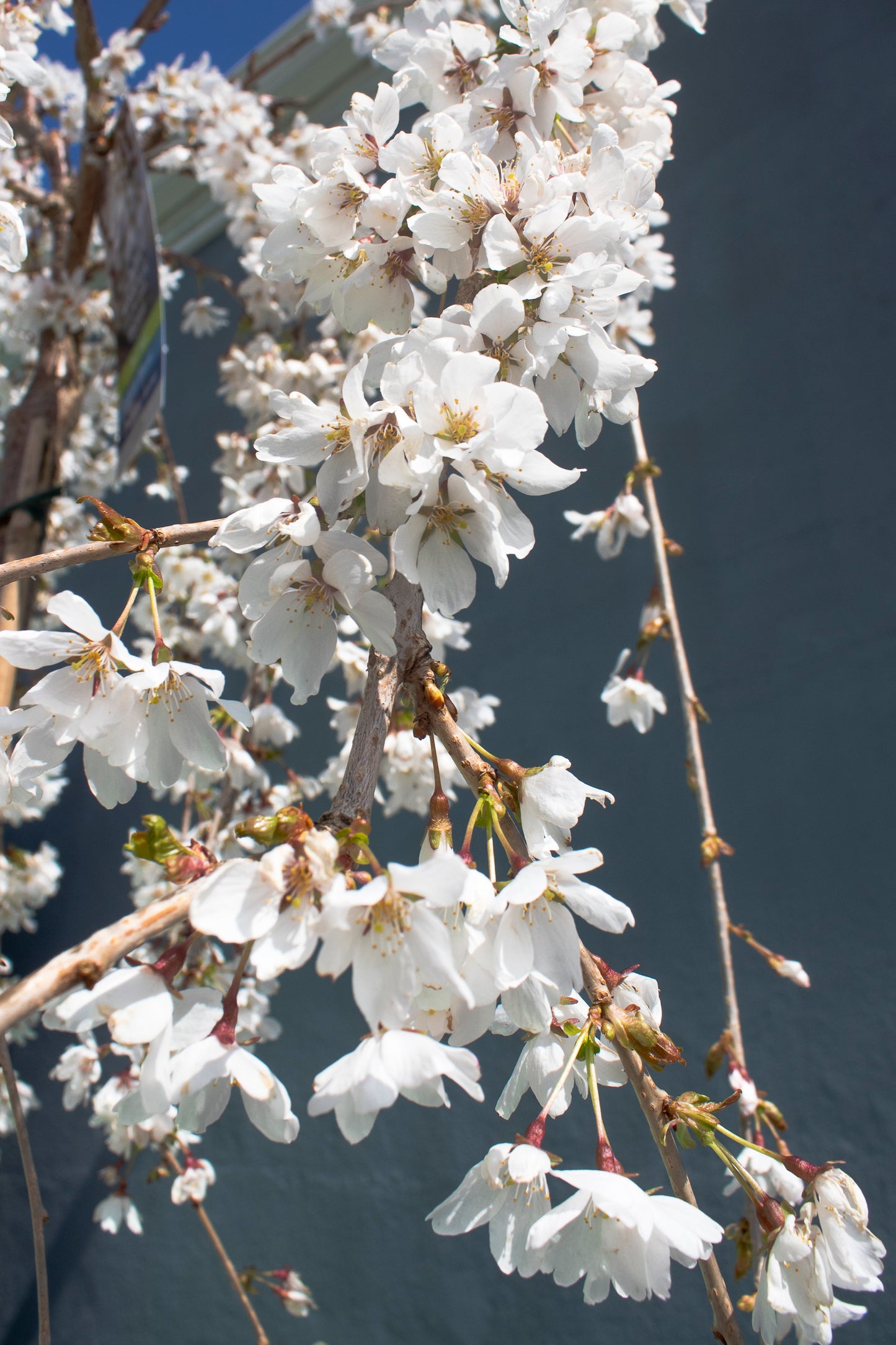 Weeping Cherry - Snow Fountains