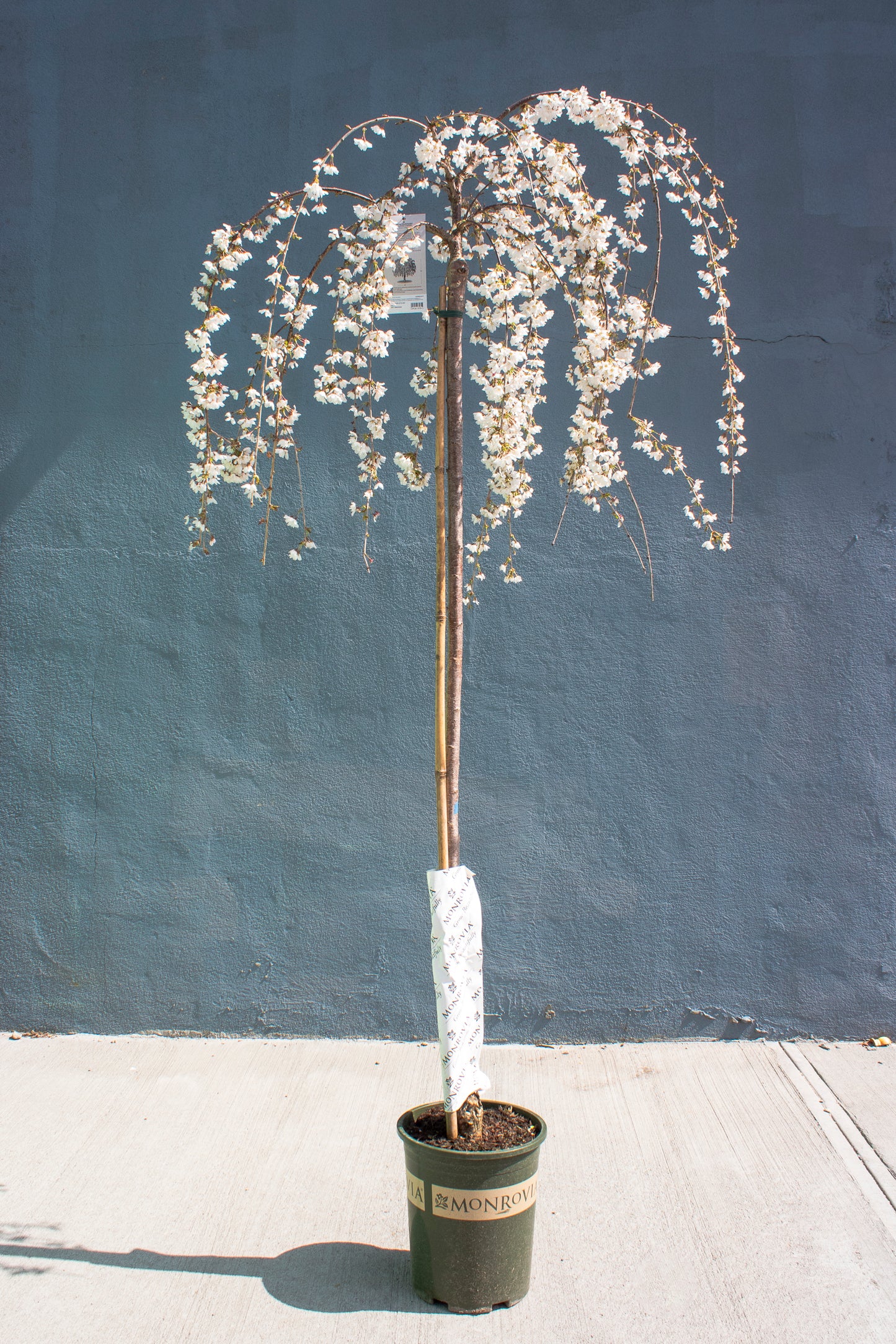 Weeping Cherry - Snow Fountains