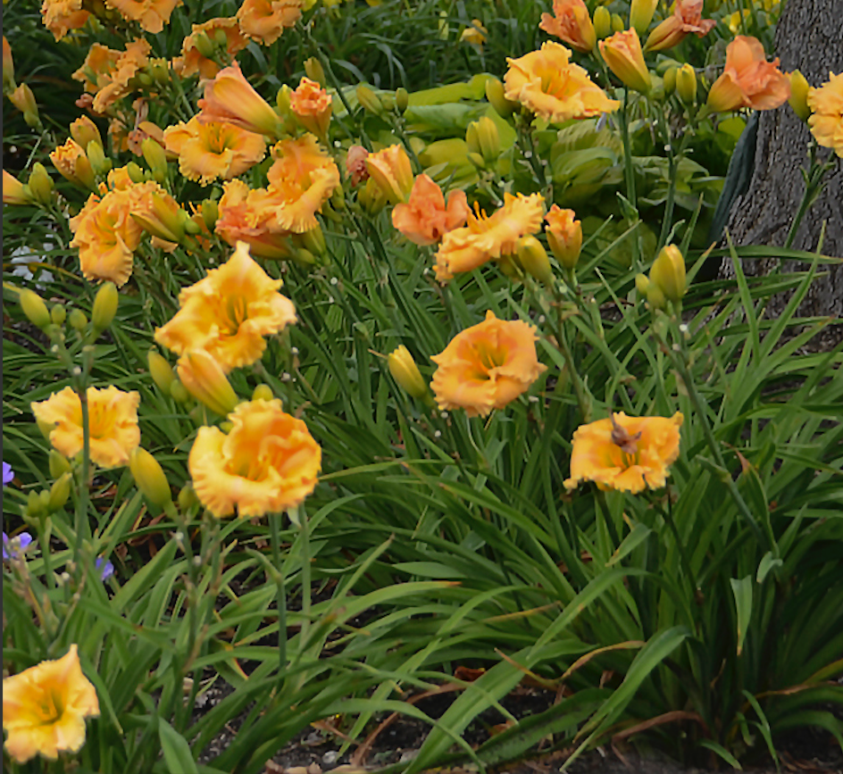 Perennials