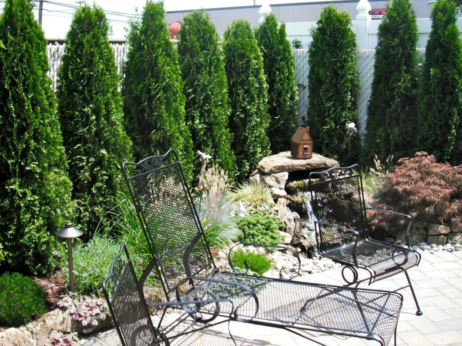 Trees & Shrubs