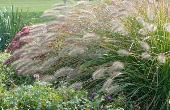 Grasses
