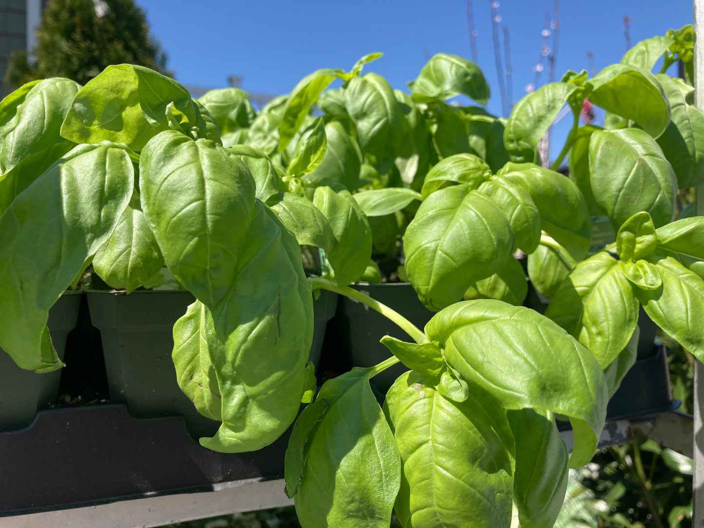 Basil
