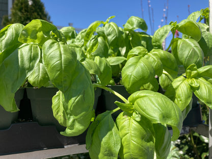 Basil
