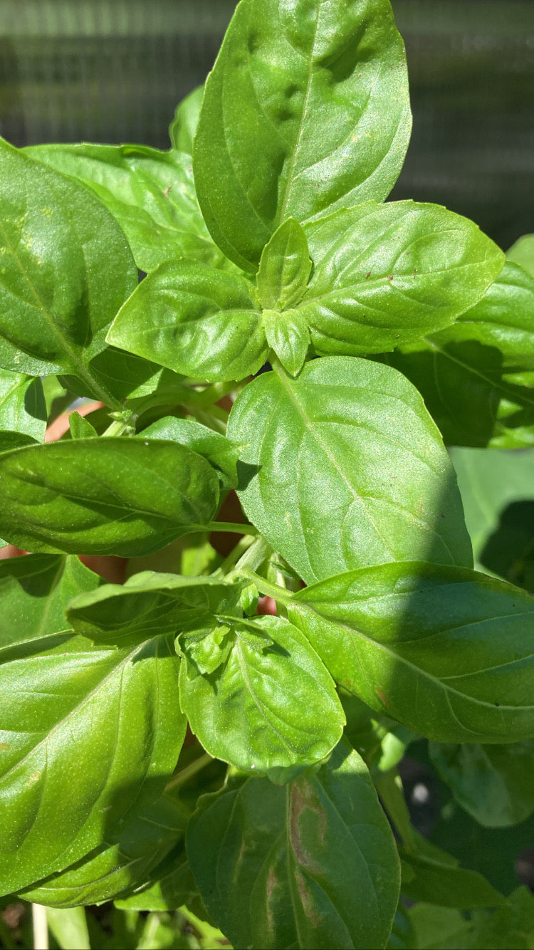 Basil