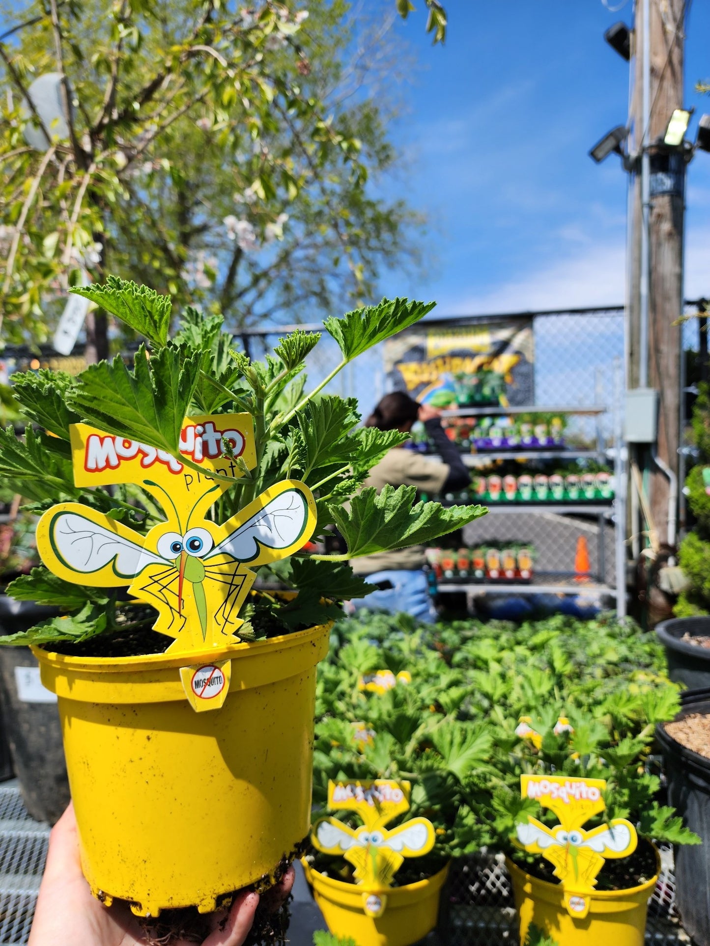 Citronella