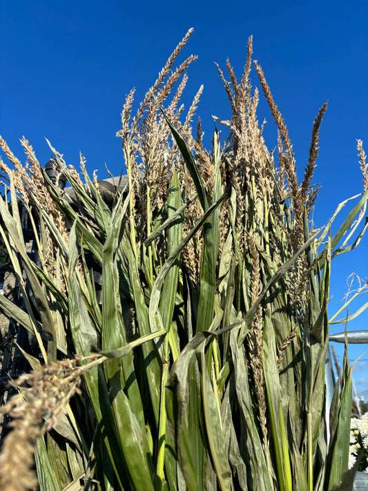 Corn Stalk