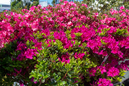 Azalea
