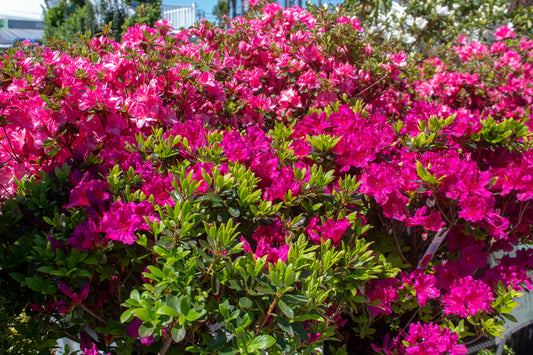 Azalea