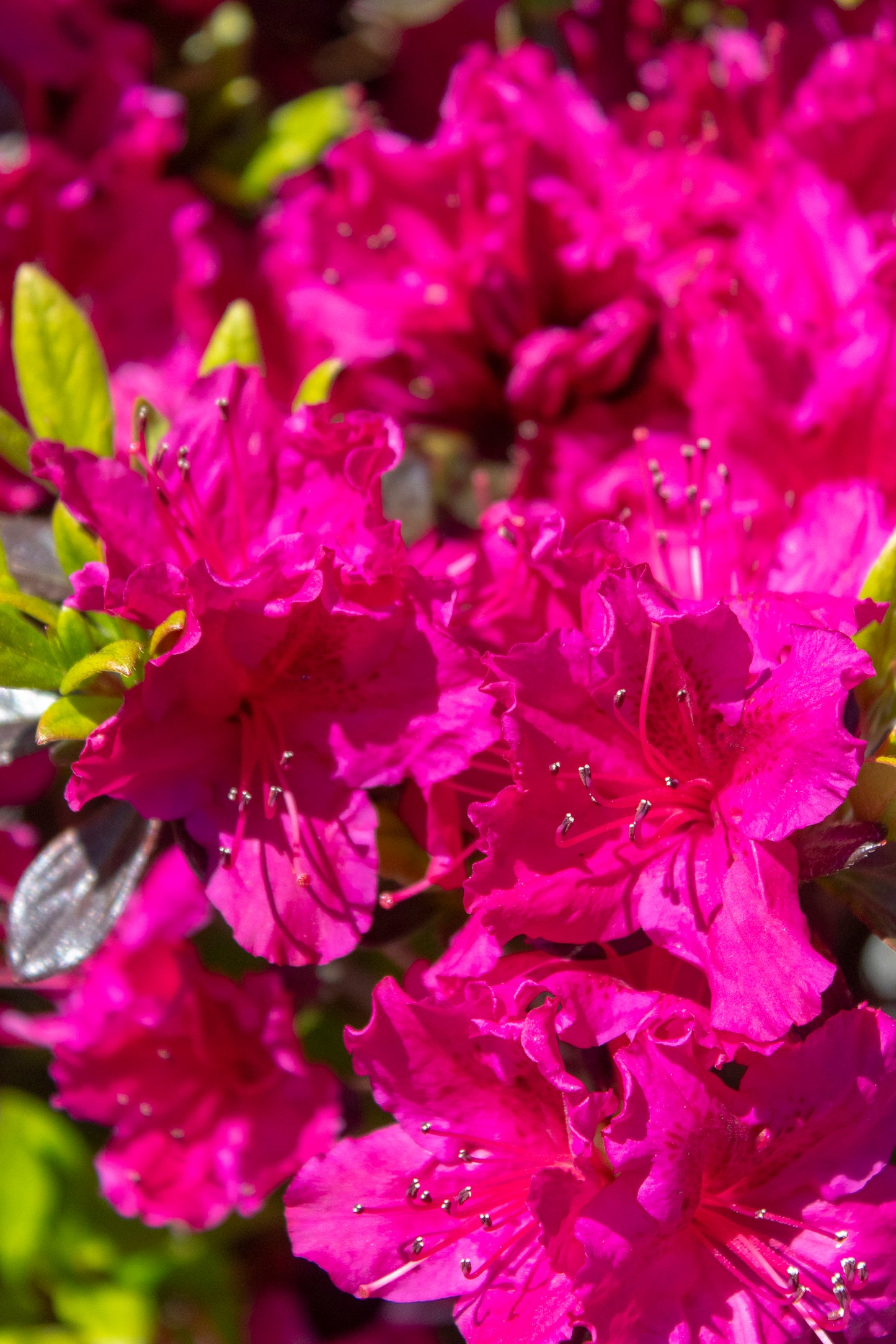 Azalea