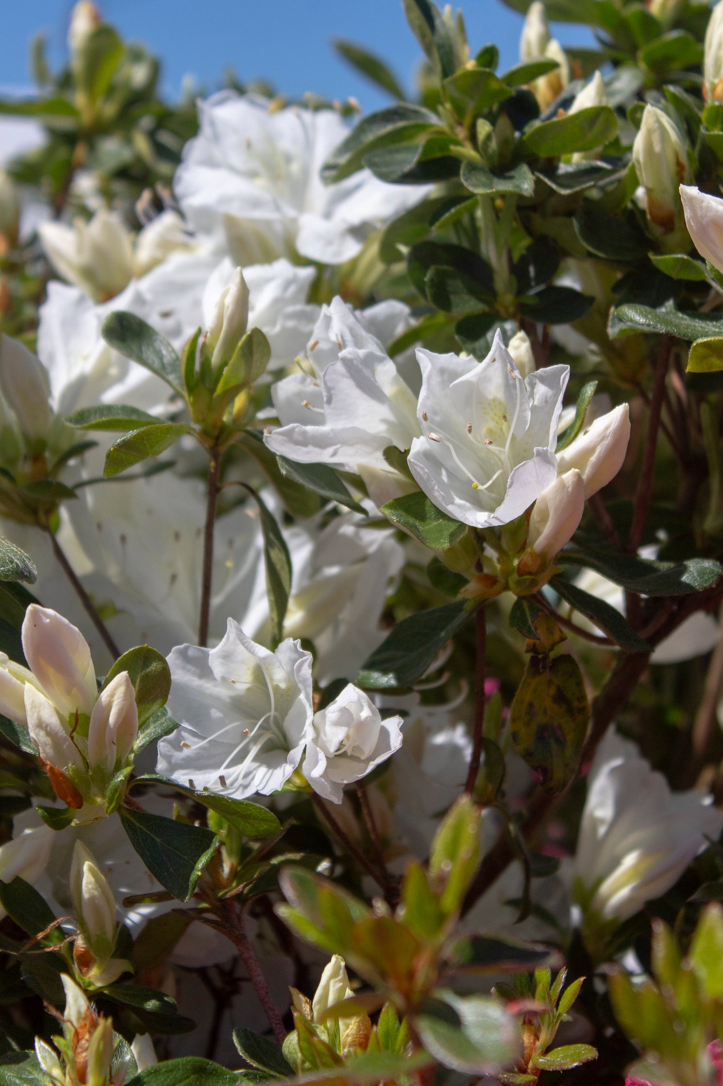 Azalea