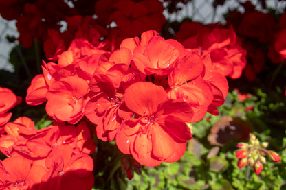 Geraniums