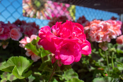 Geraniums